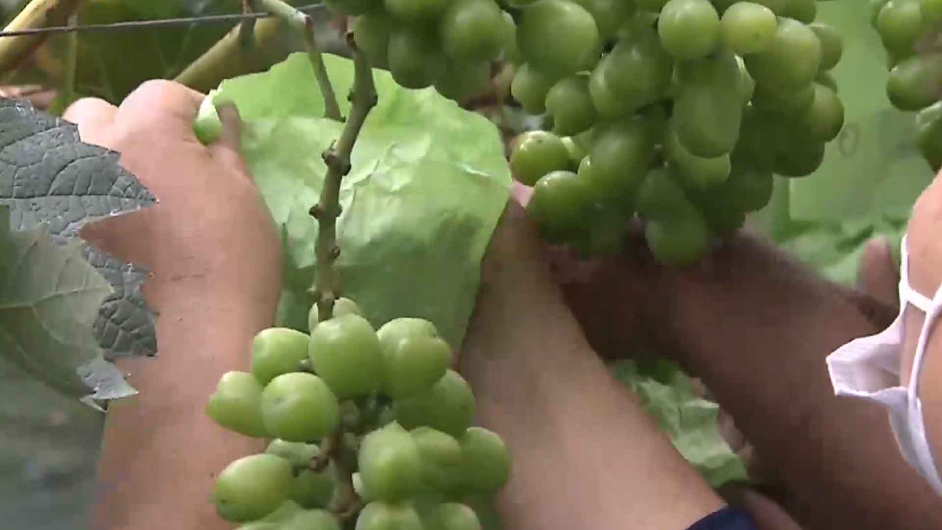 무주 샤인머스캣, 대만 수출 길 올라