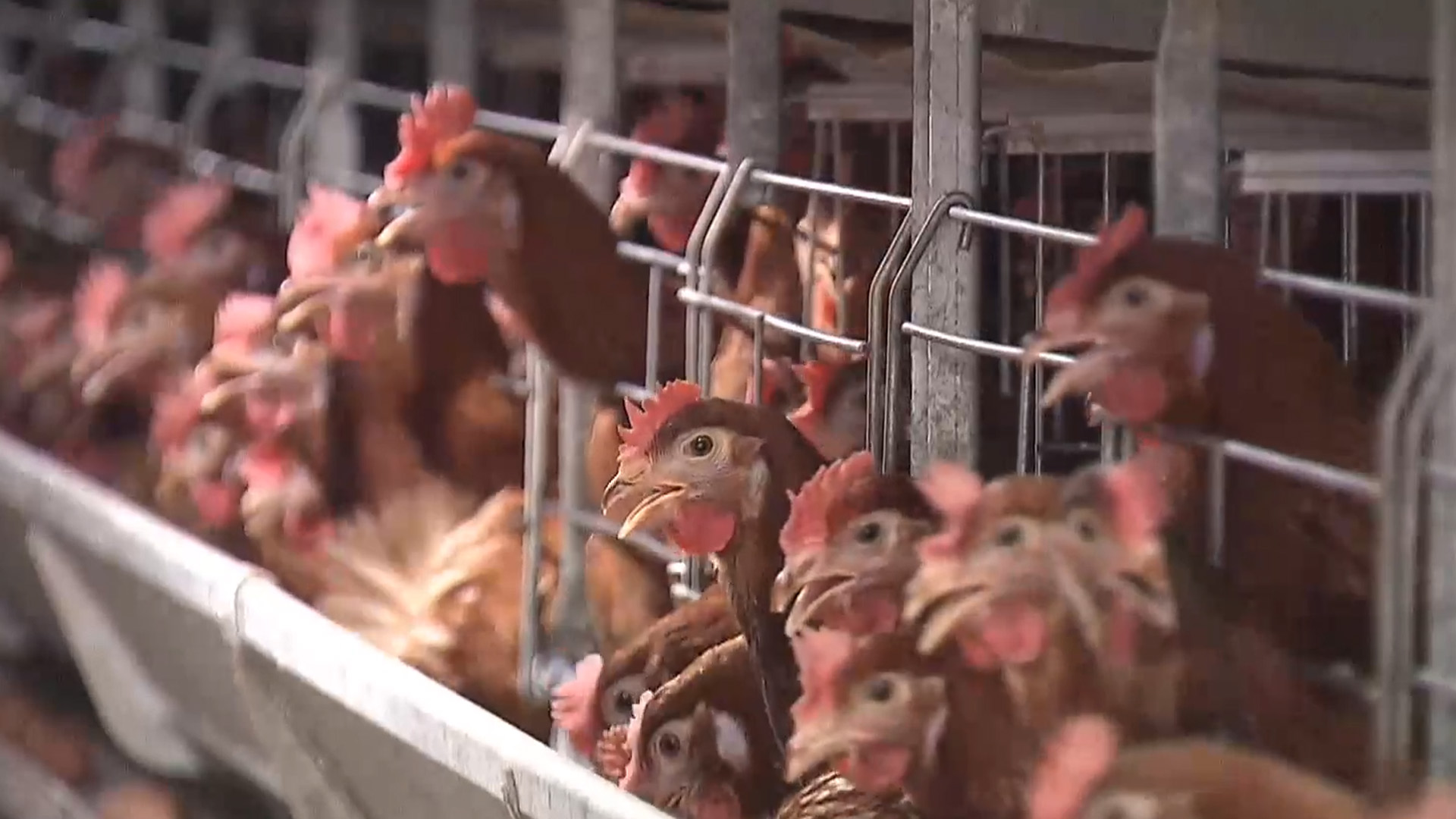 남원 닭 농장 조류인플루엔자 검출.. 예방적 살처분 추진