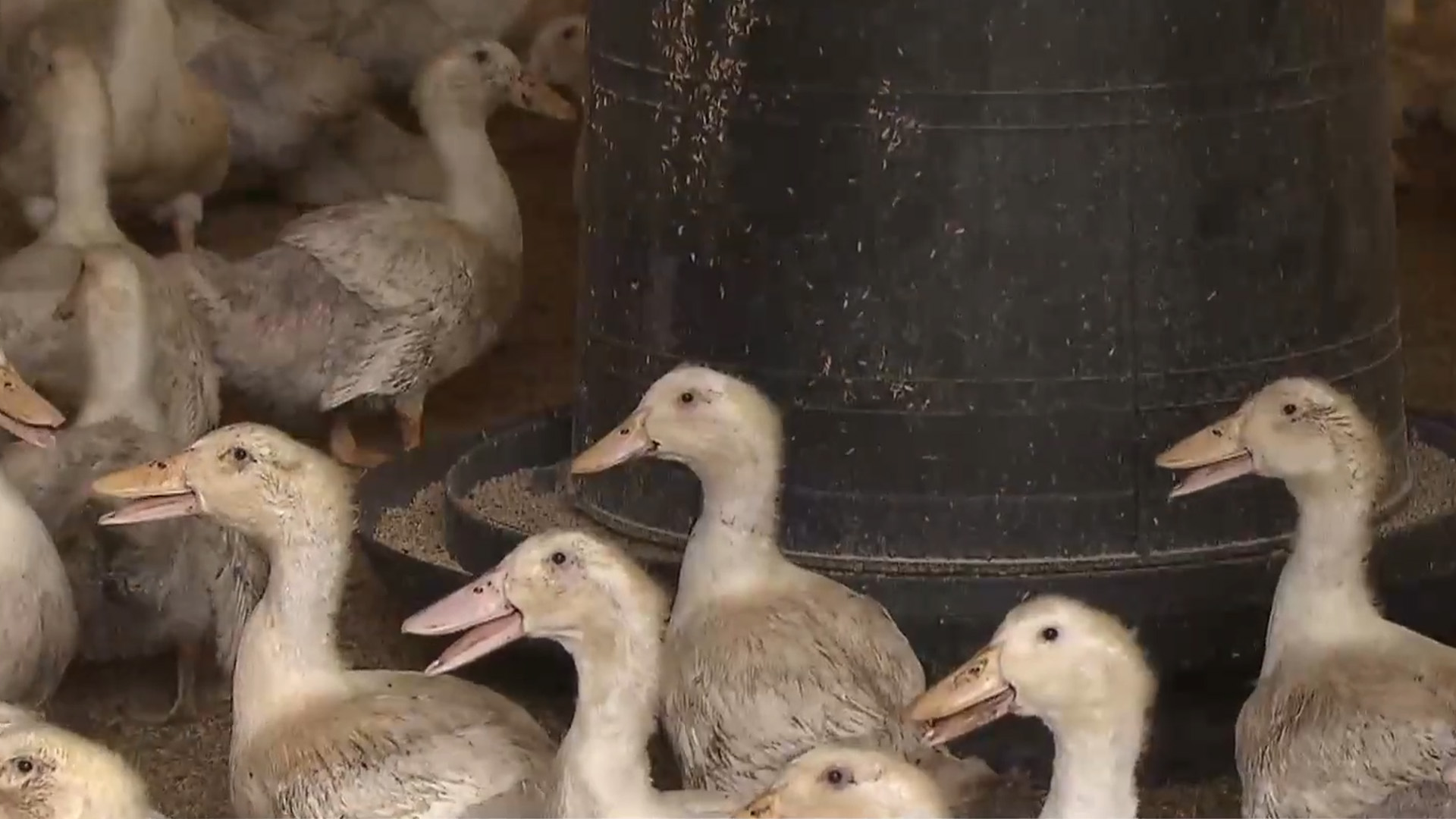 고창 오리농장, 조류인플루엔자 H5형 항원 검출.. 방역 강화