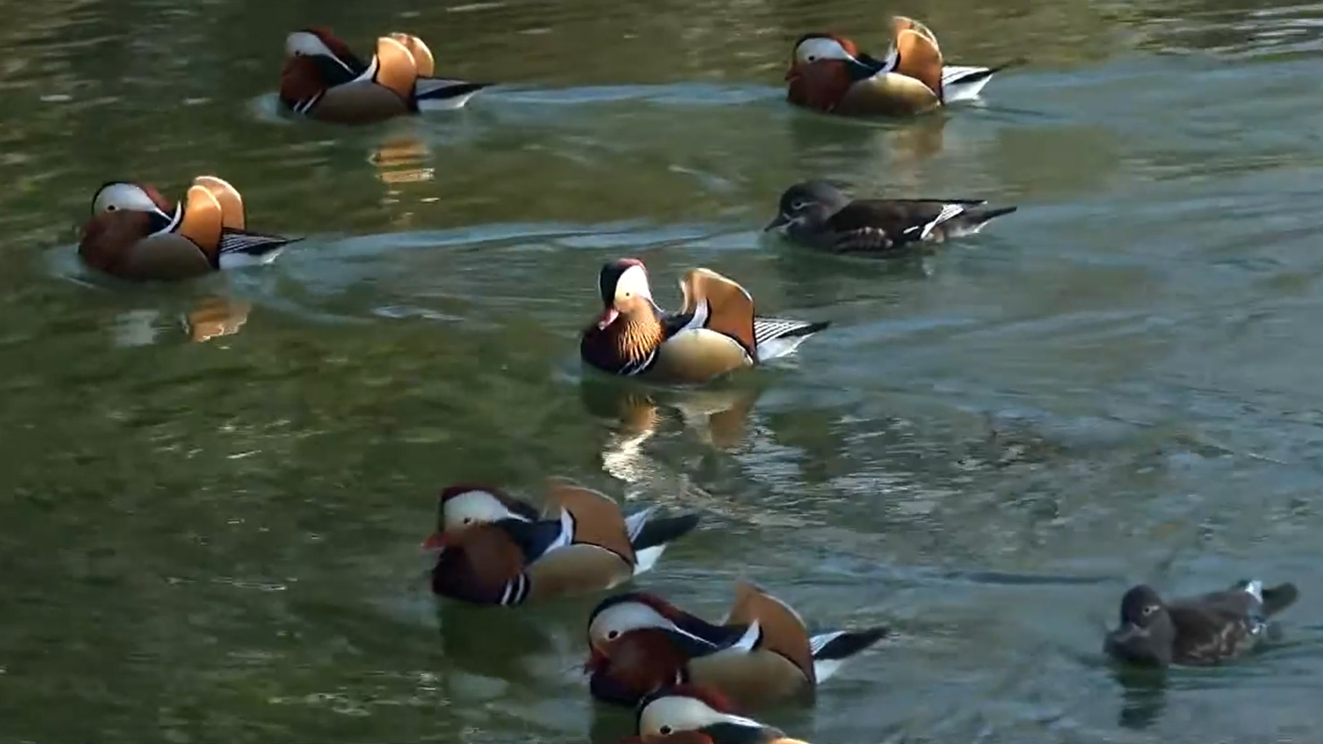 백년해로 상징 원앙, 광한루원에 '둥지' [글로컬소식]