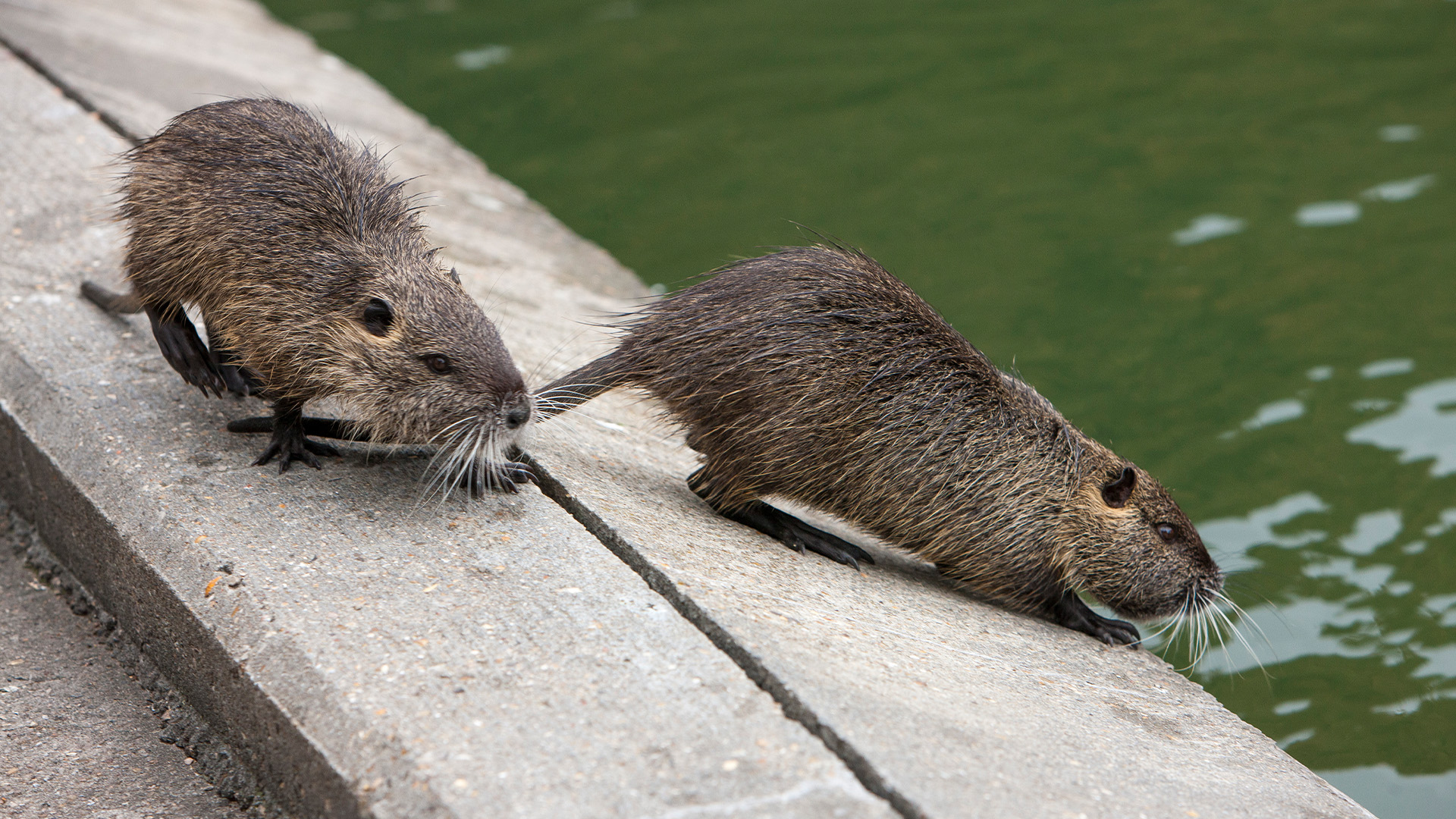 전북 야생 설치류서 인수공통감염병 병원체 검출.. 야외활동 주의