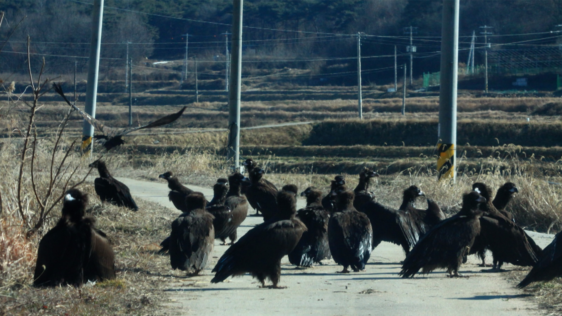 천연기념물 독수리 100여 마리 남원에서 겨울나기