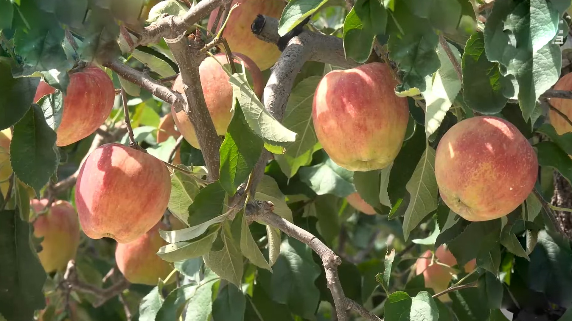 사과 생산은 줄고 배는 크게 늘어