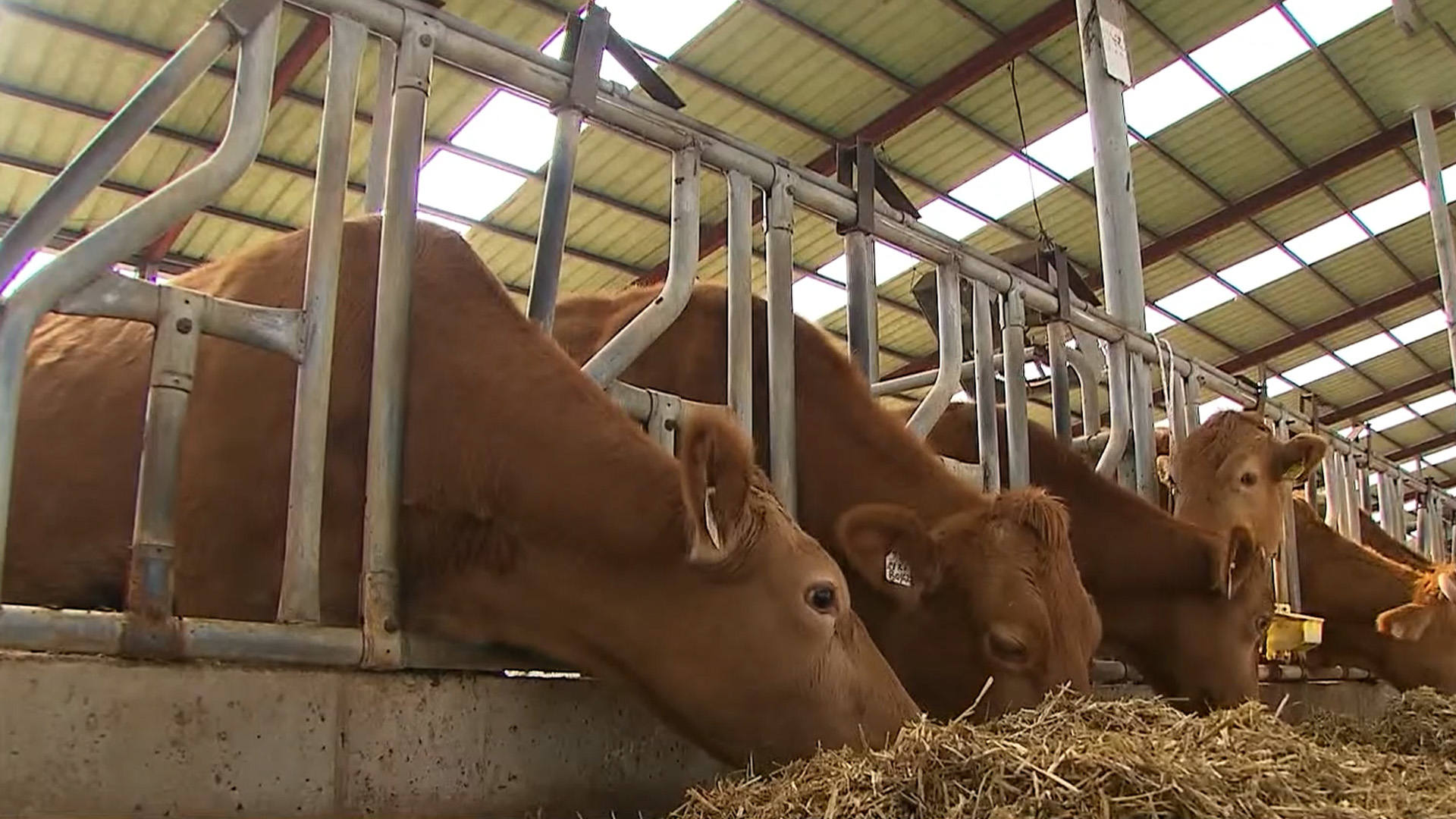 정읍시, 한우 개량·생산성 강화에 19억 원 지원 [글로컬소식]