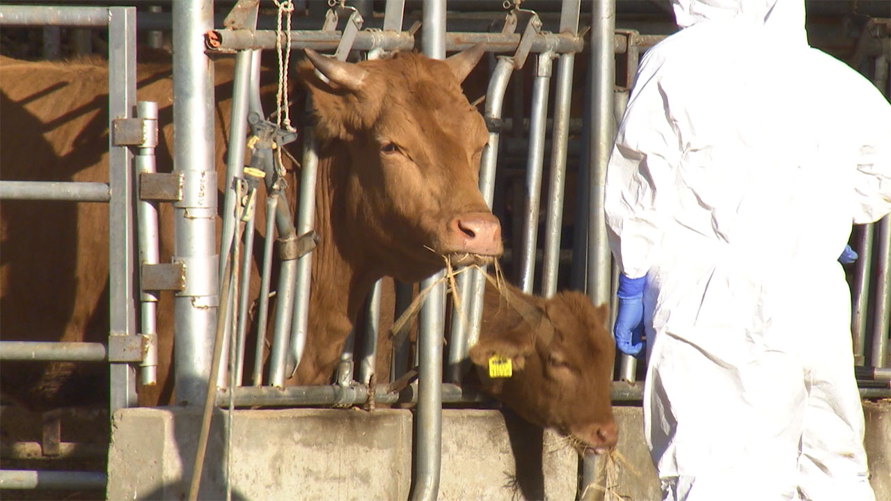전북도 럼피스킨 방역, 위험도 따른 집중 관리 추진