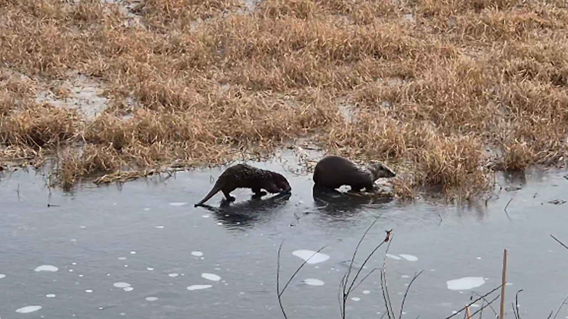 전주 삼산마을에서 수달 2마리 목격.. 생태 추적 필요성도 제기
