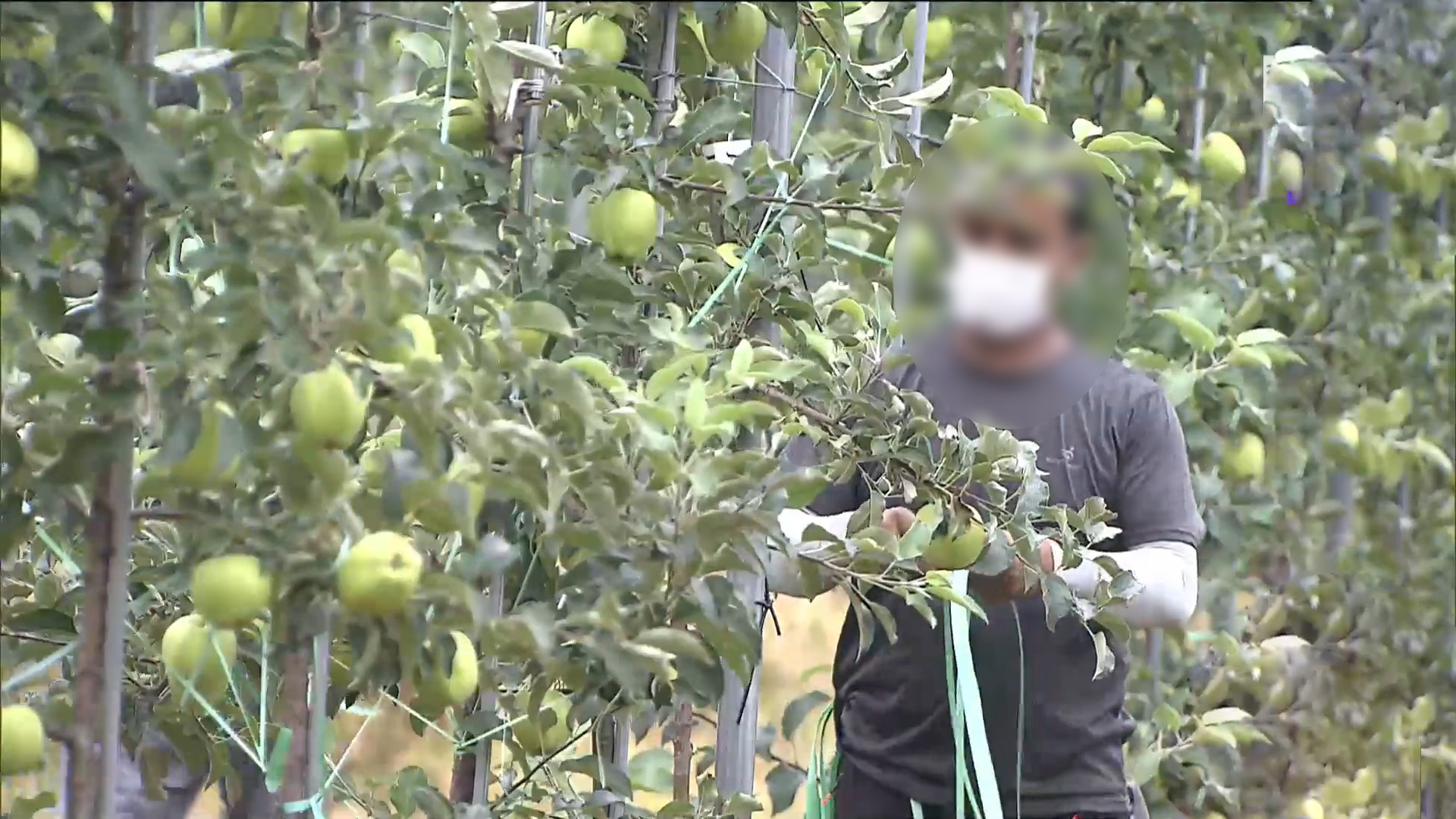 계절근로자 3대 의무보험.. 제도 안착 위해 '계도 1년'
