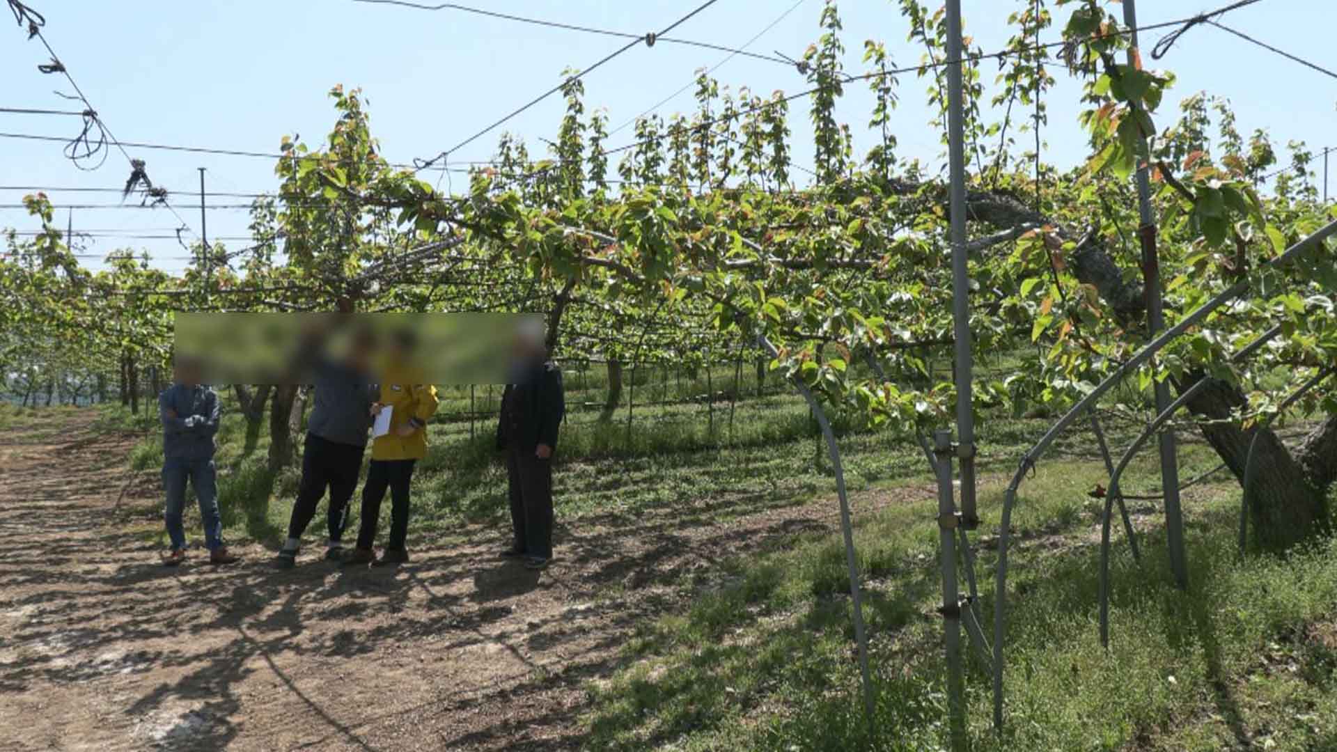 과수 농작물재해보험 오늘부터 판매 시작