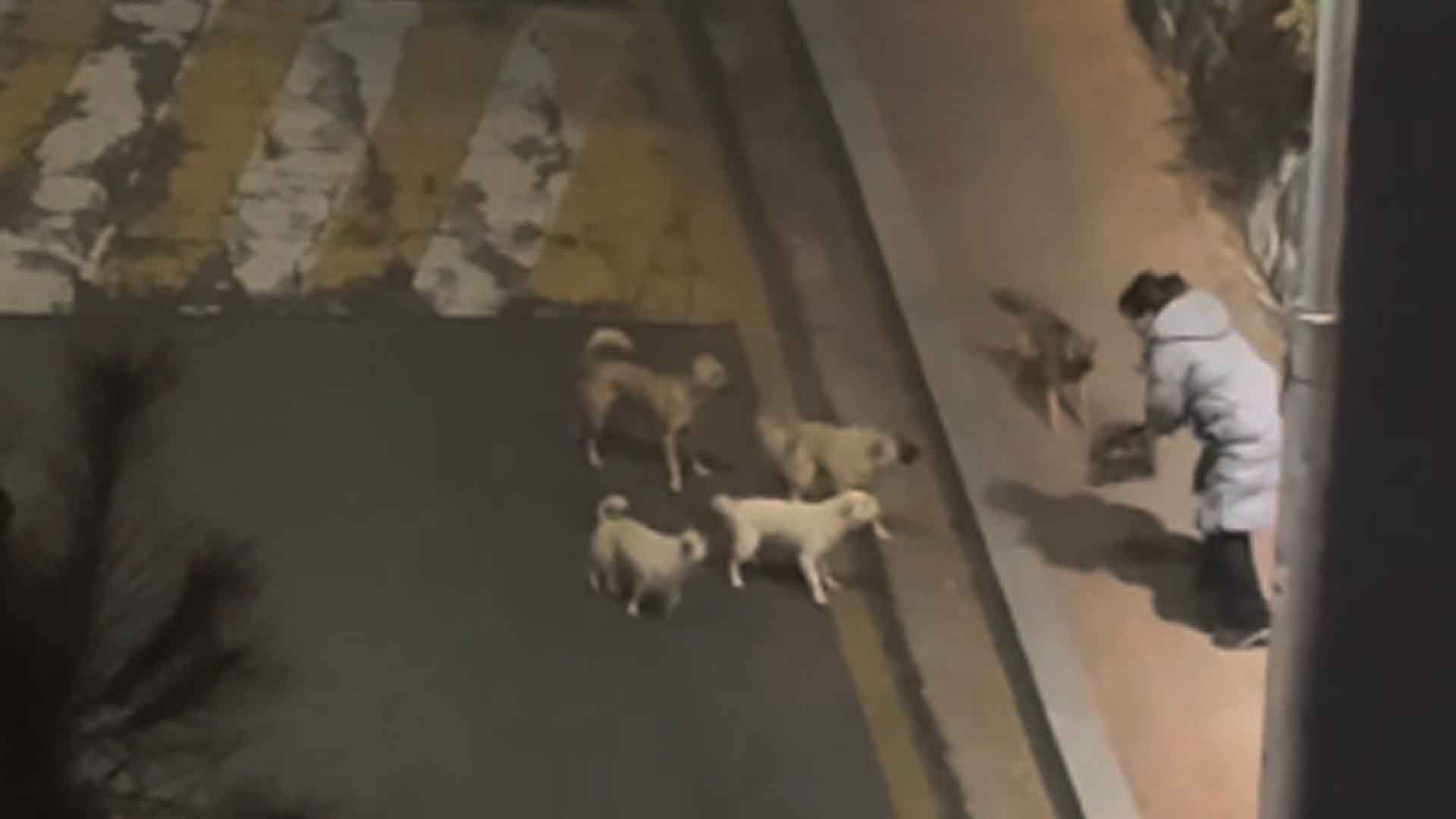 전주 도심가에서 '들개떼 민원' 속출.. 포획 작업 착수