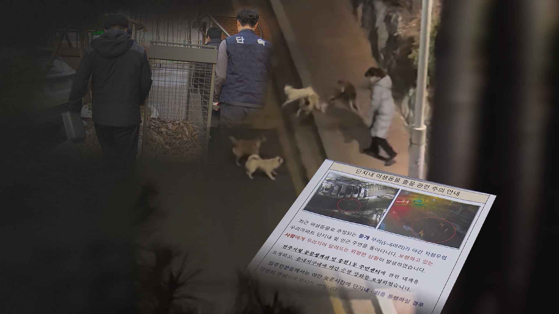 전주 도심가에 '들개떼' 속출.. 사납게 달려들어 행인 위협