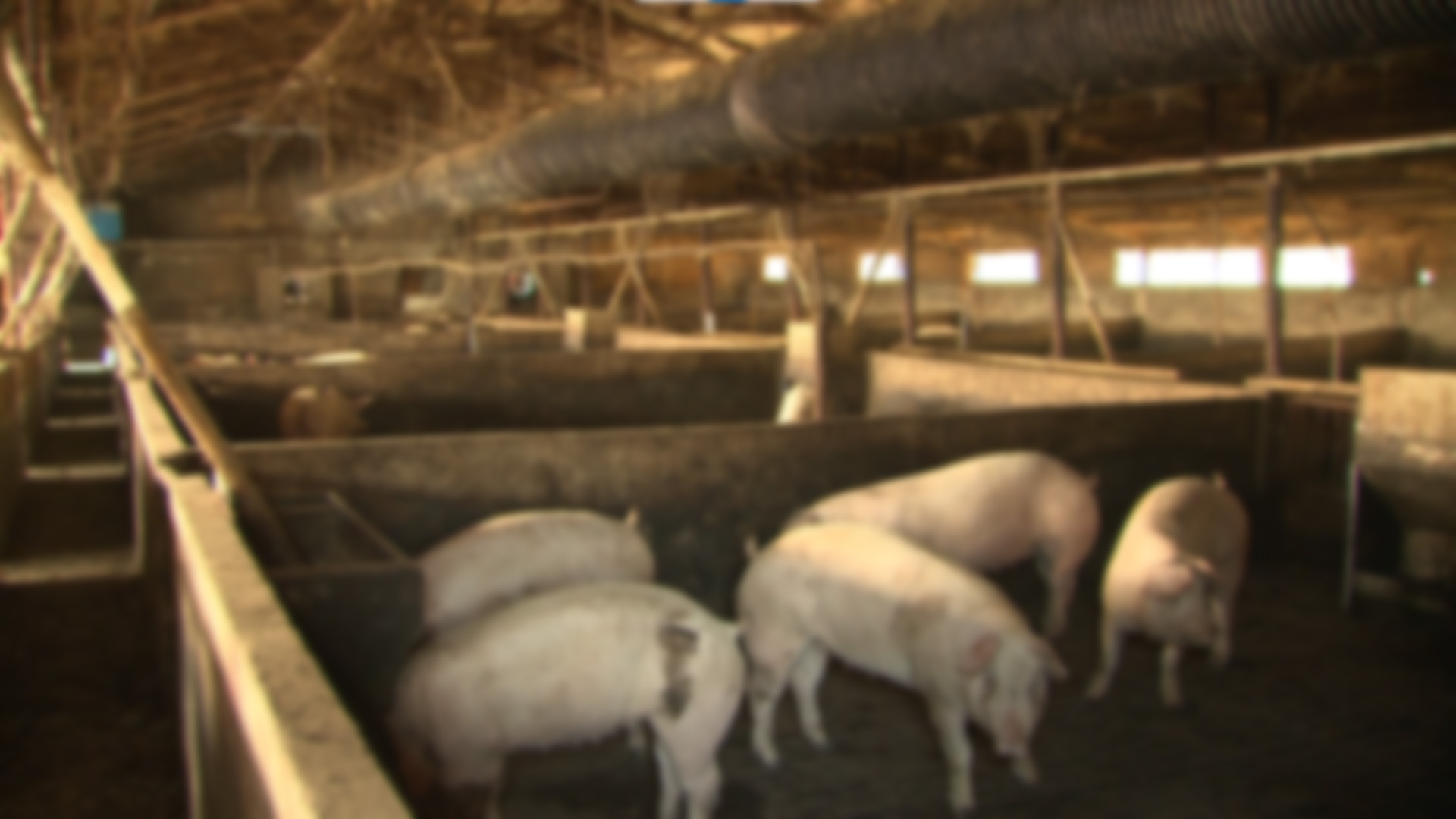 가축 분뇨 질식사고 막는다.. 다국어 안전영상 배포