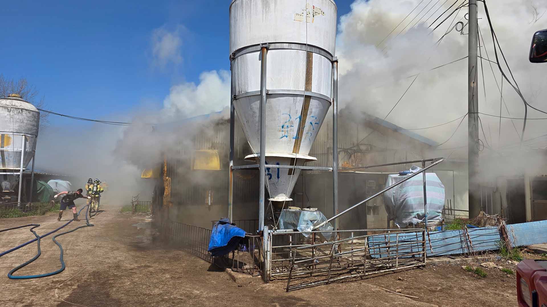 고창 돼지 농장 불로 육성돈 300마리 폐사