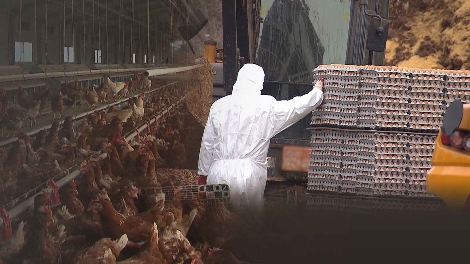 '계란값 불안' 연중 계속되나..유가에 이어 엎친 데 덮친 격