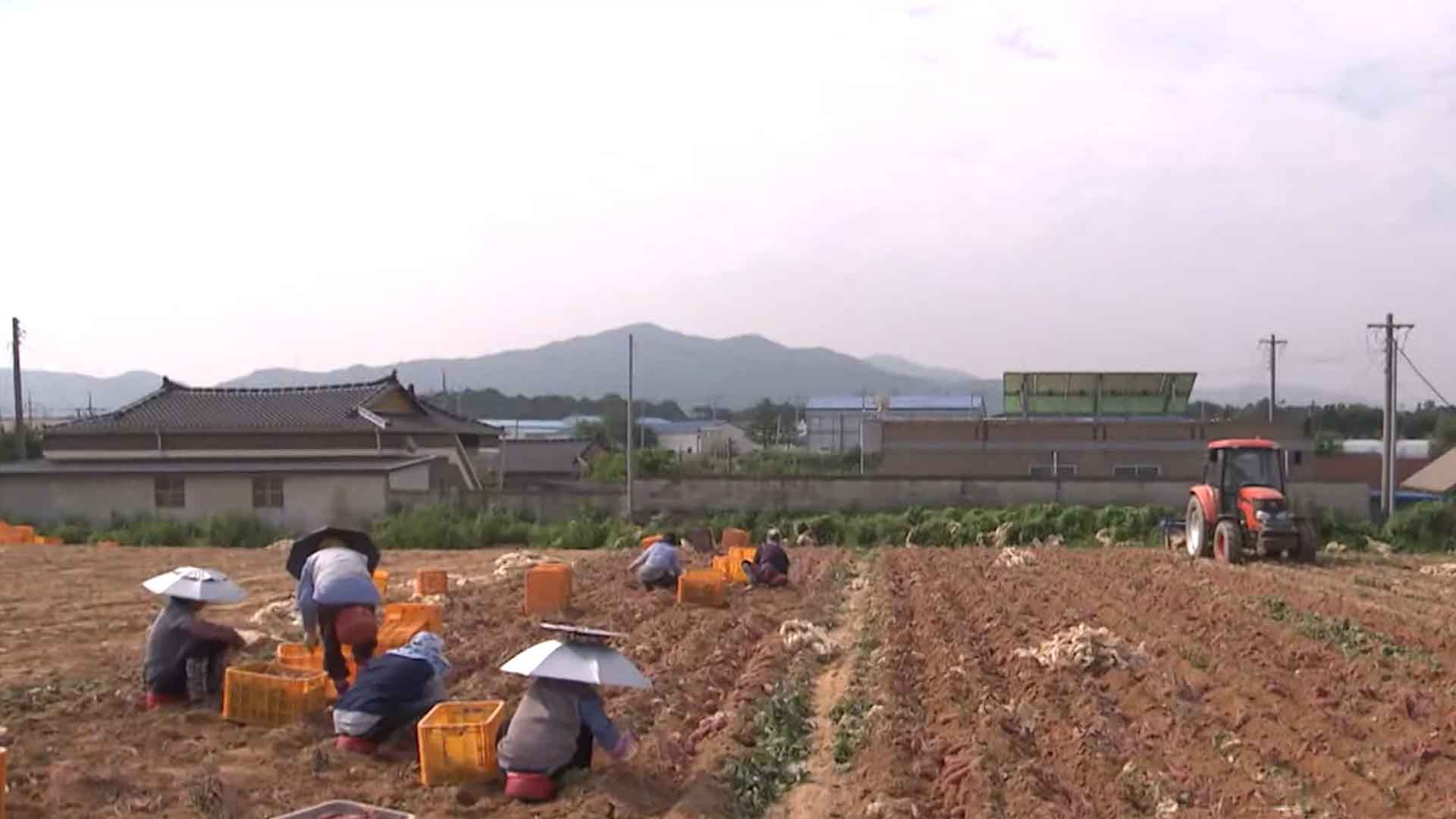 고창, 외국인 계절근로자 입국 시작.. 일손 부족 해결 기대 [글로컬소식]