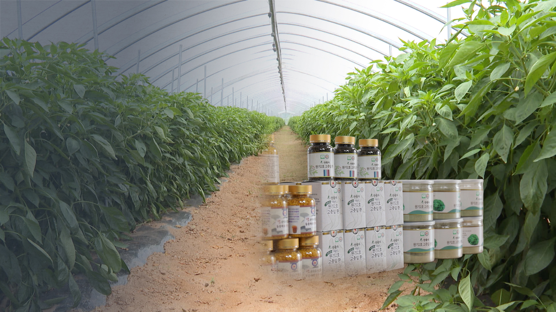 '당뇨 잡는 고춧잎' 식품으로 변신