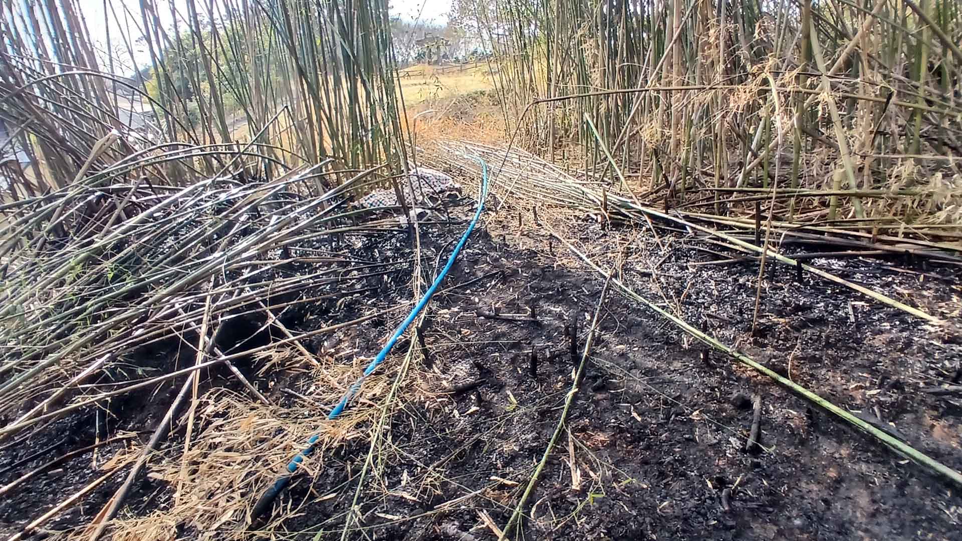 대나무밭 정리하려 불 놓은 70대.. 현장에서 숨진 채 발견