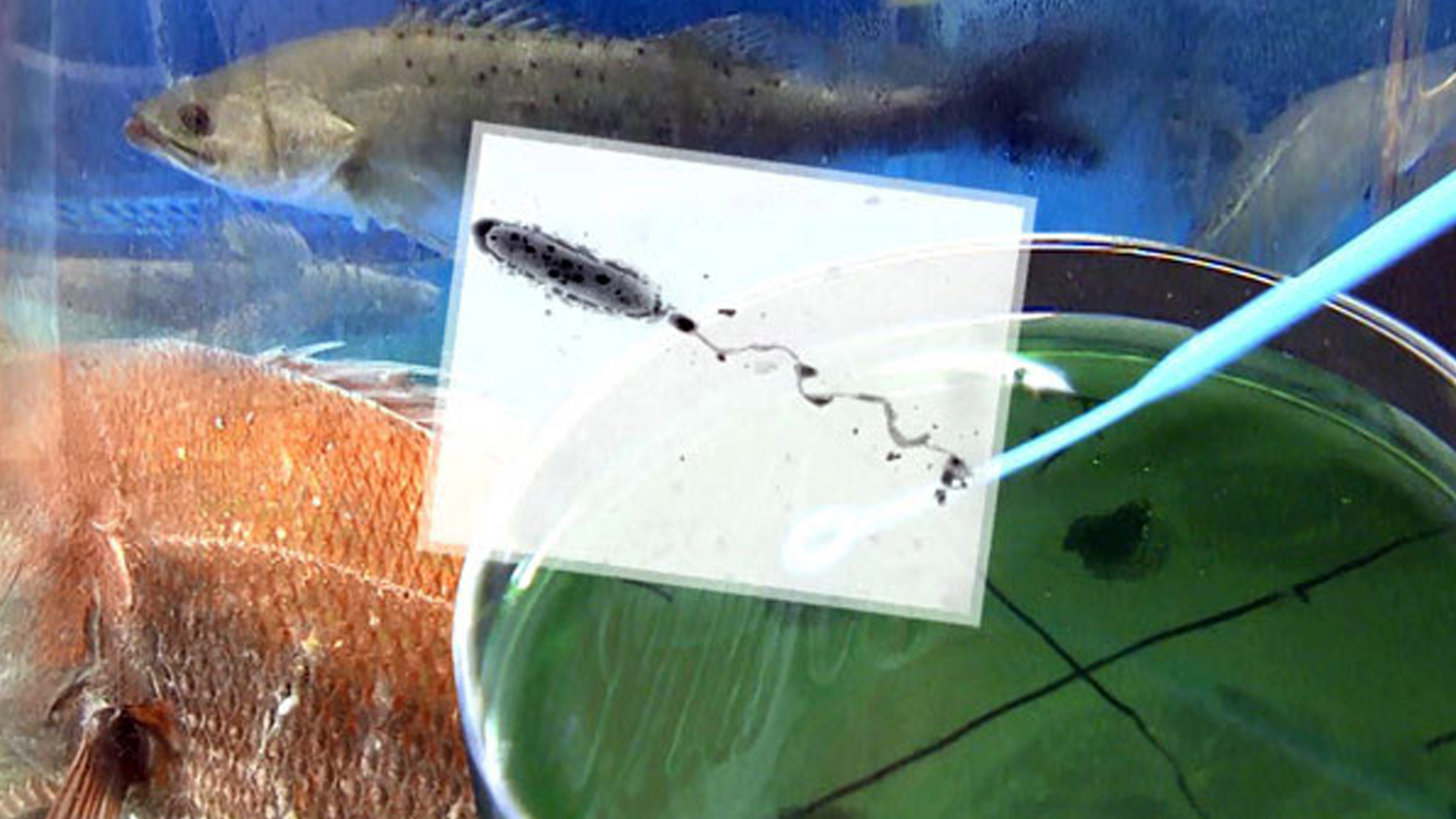 비브리오패혈증균 유행예측 추진.. 물놀이·어패류 주의