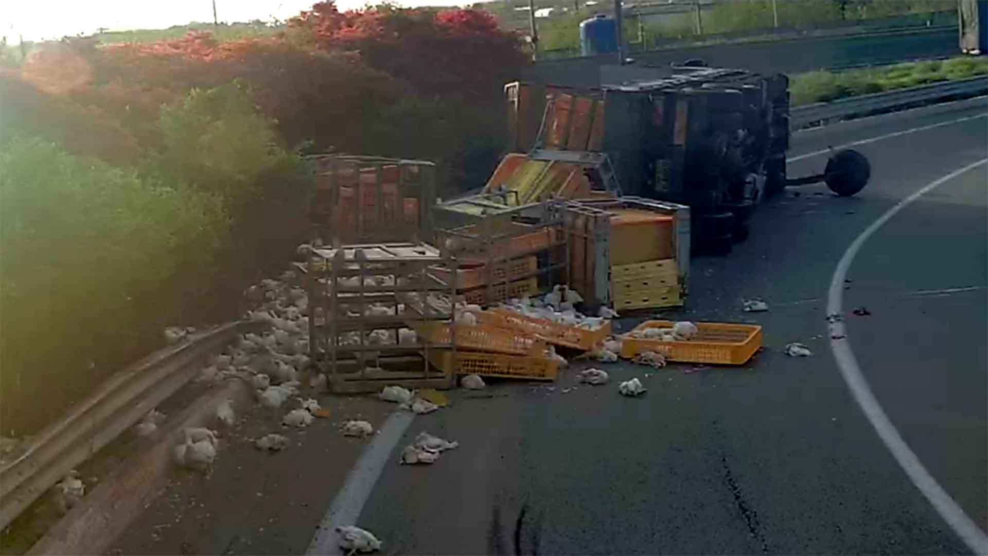 호남고속도로 닭 운반 5톤 트럭 전도.. 30대 운전자 경상