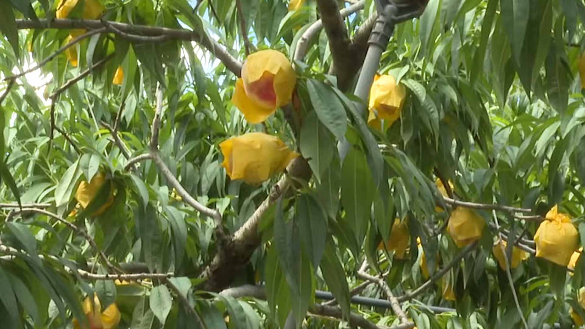 임실, 과수 실증시험포 조성…명품 과수산업 육성 [글로컬소식]