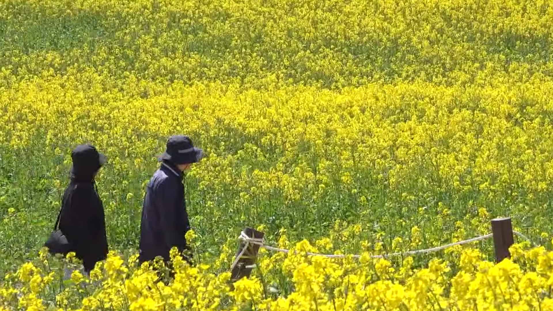 '적병강 위 노란물결'..부안 수성당 유채꽃 장관 [글로컬소식]