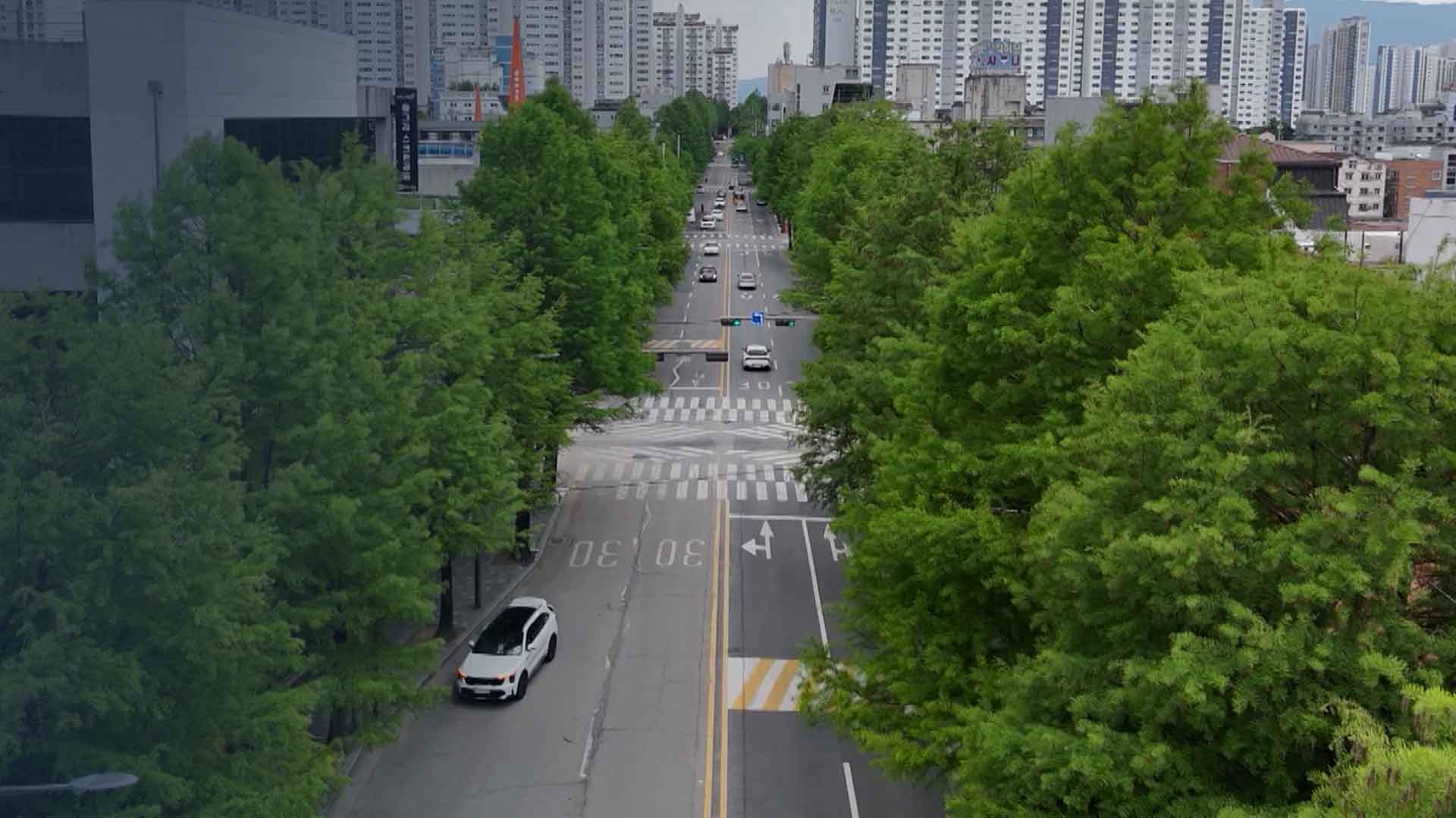 [취재수첩] 낙우송은 어쩌다 '공포의 가로수'가 됐나