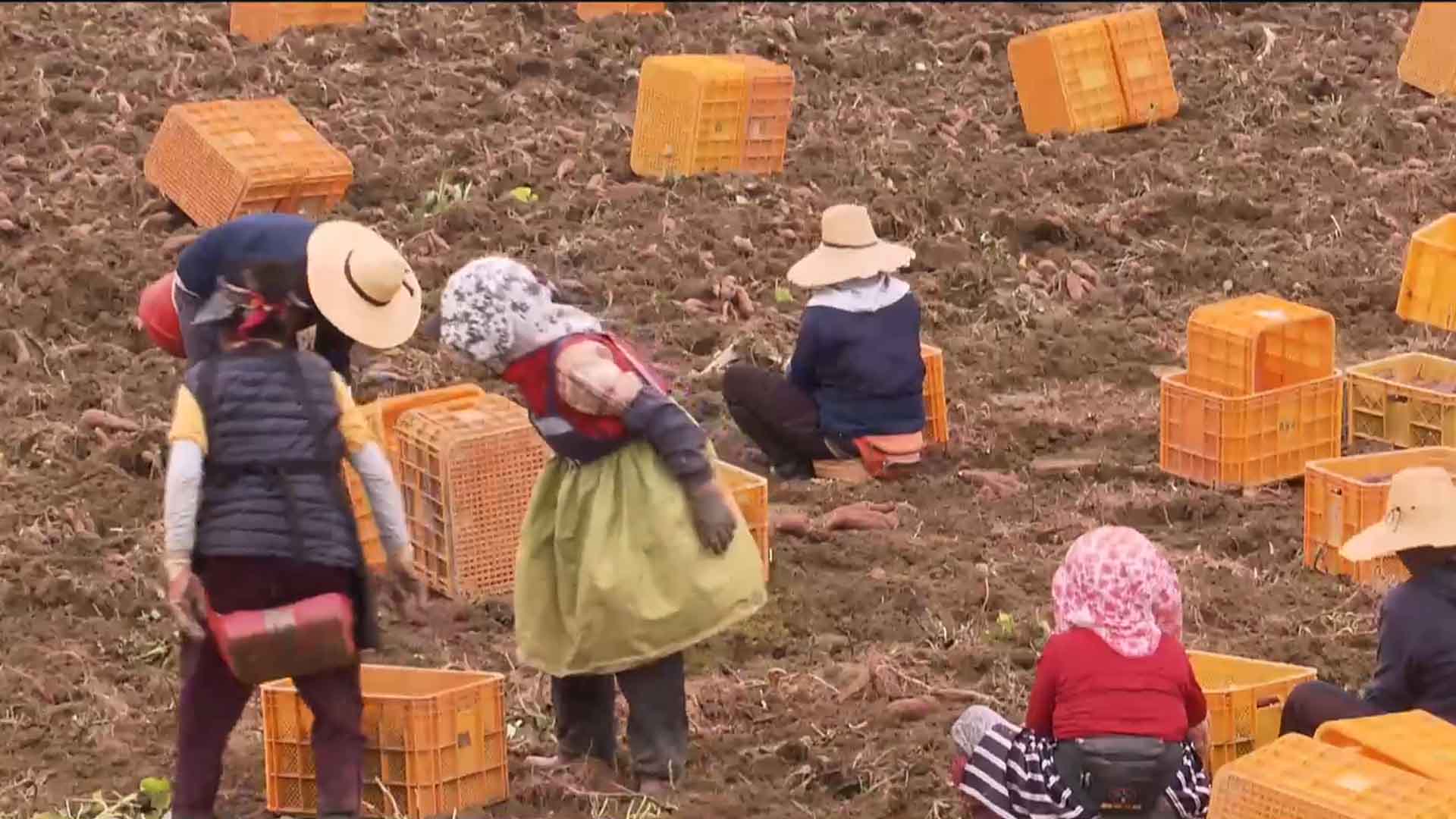 농번기 인력 부족에 정부 특별대책반 운영