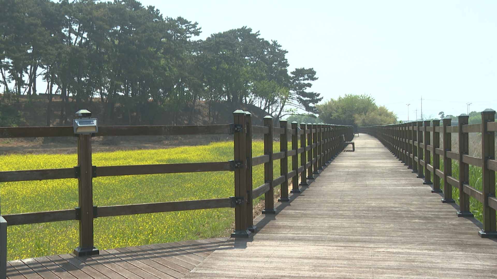 김제 벽골제 생태농경원 유채꽃 '만개'