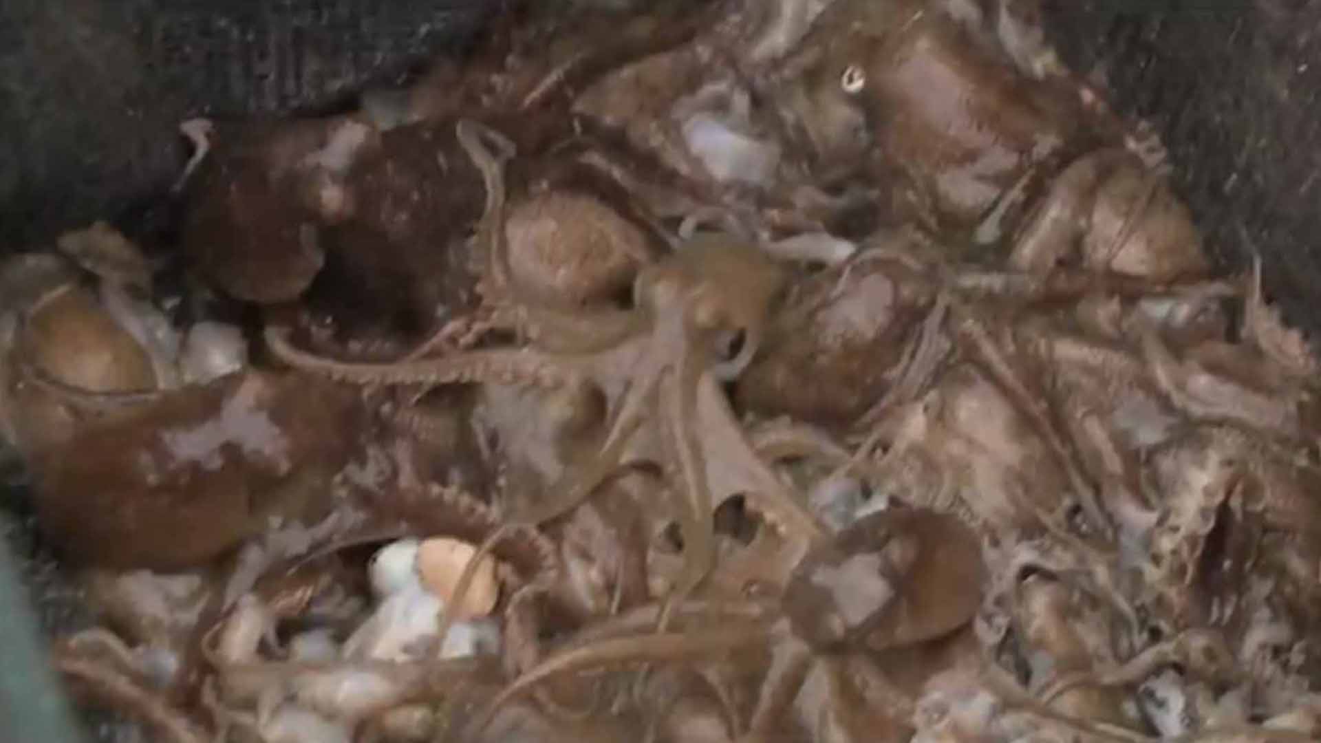 전북도, 서해안에 어린 주꾸미 35만 마리 방류