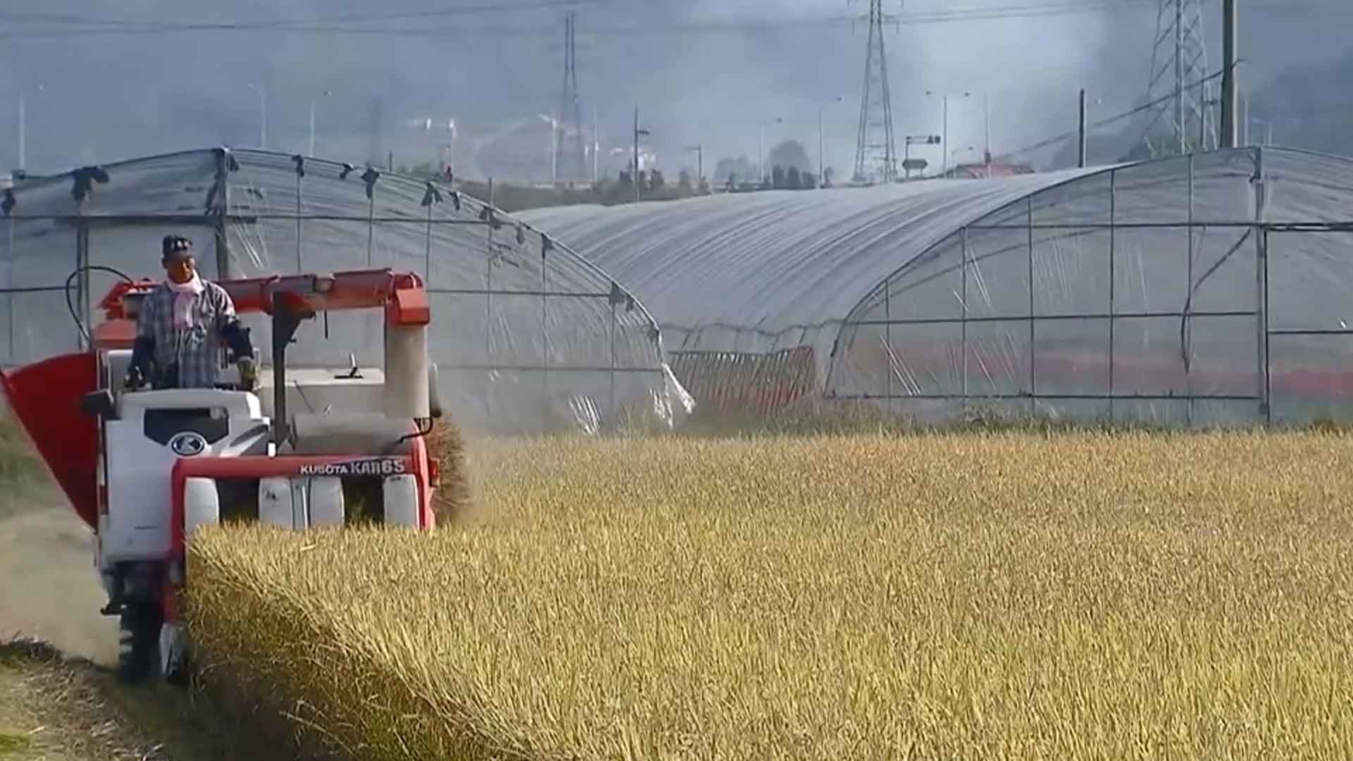 1ha 1,100만원 보장 '수급조절용 벼' 신청 이달까지