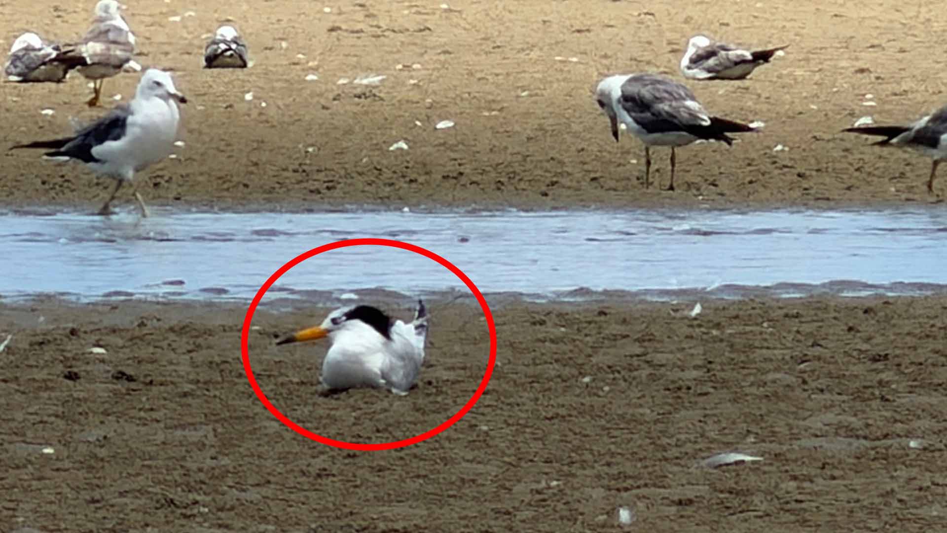 전세계 150마리 희귀종 '뿔제비갈매기'.. 고창 구시포서 목격