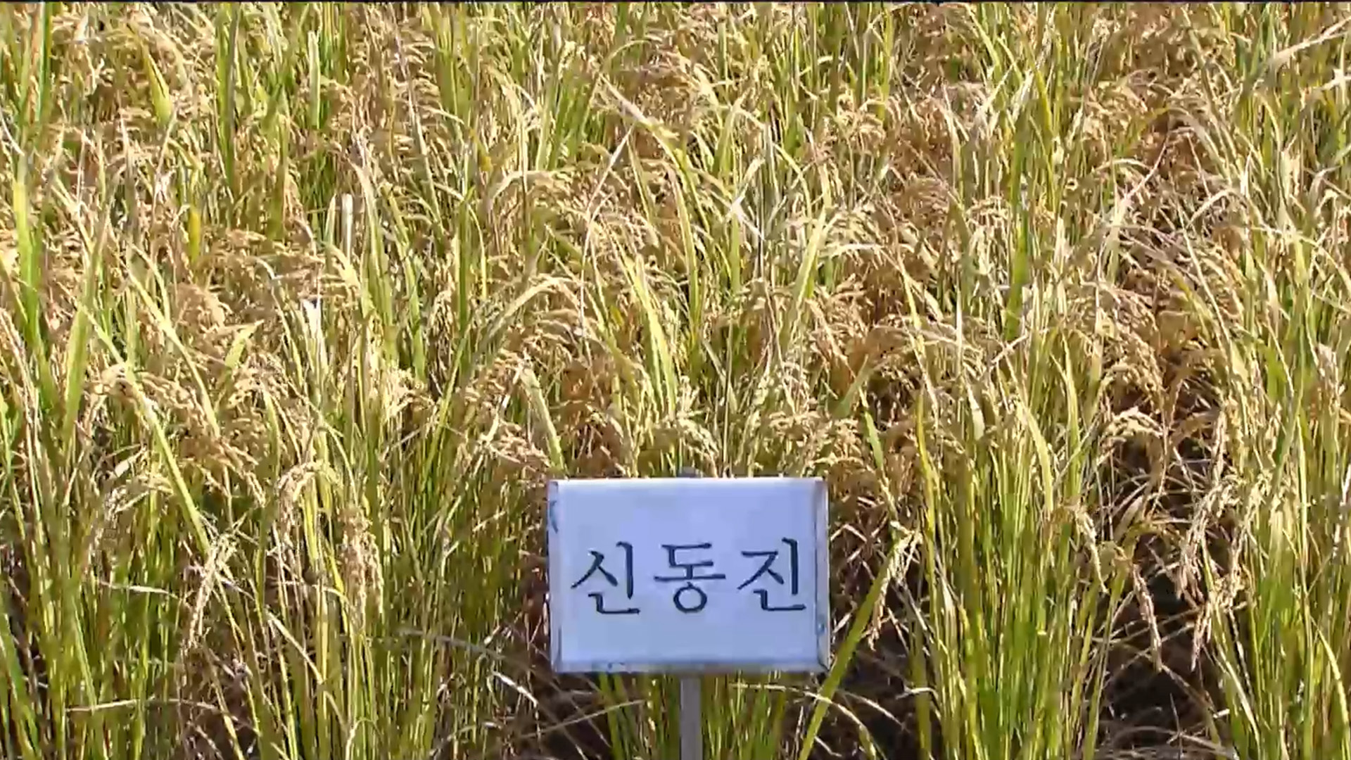 '신동진' 단점 보완한 '신동진1' 보급종 생산