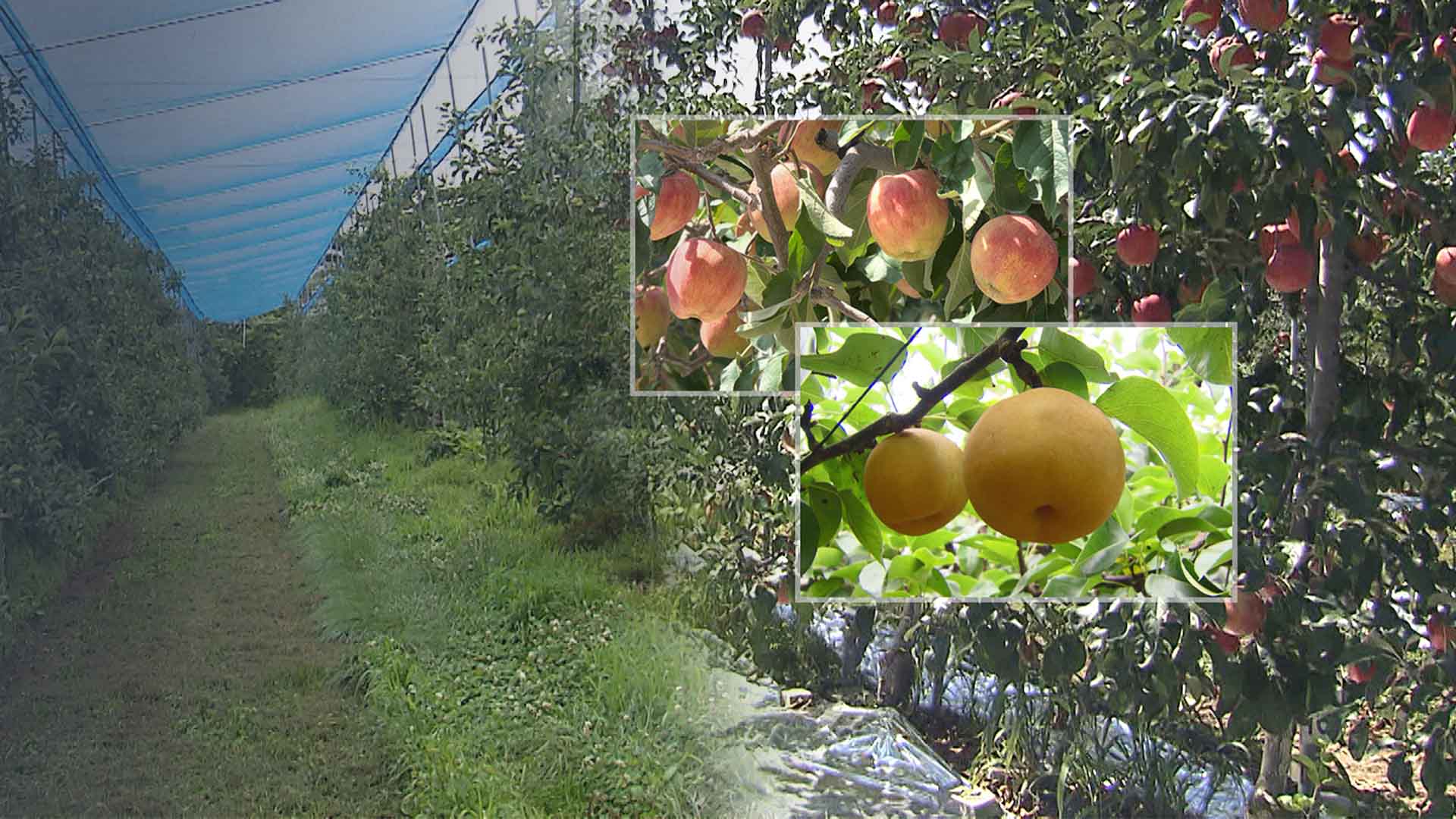 사과·배·단감 생산 늘고 가격 안정 전망