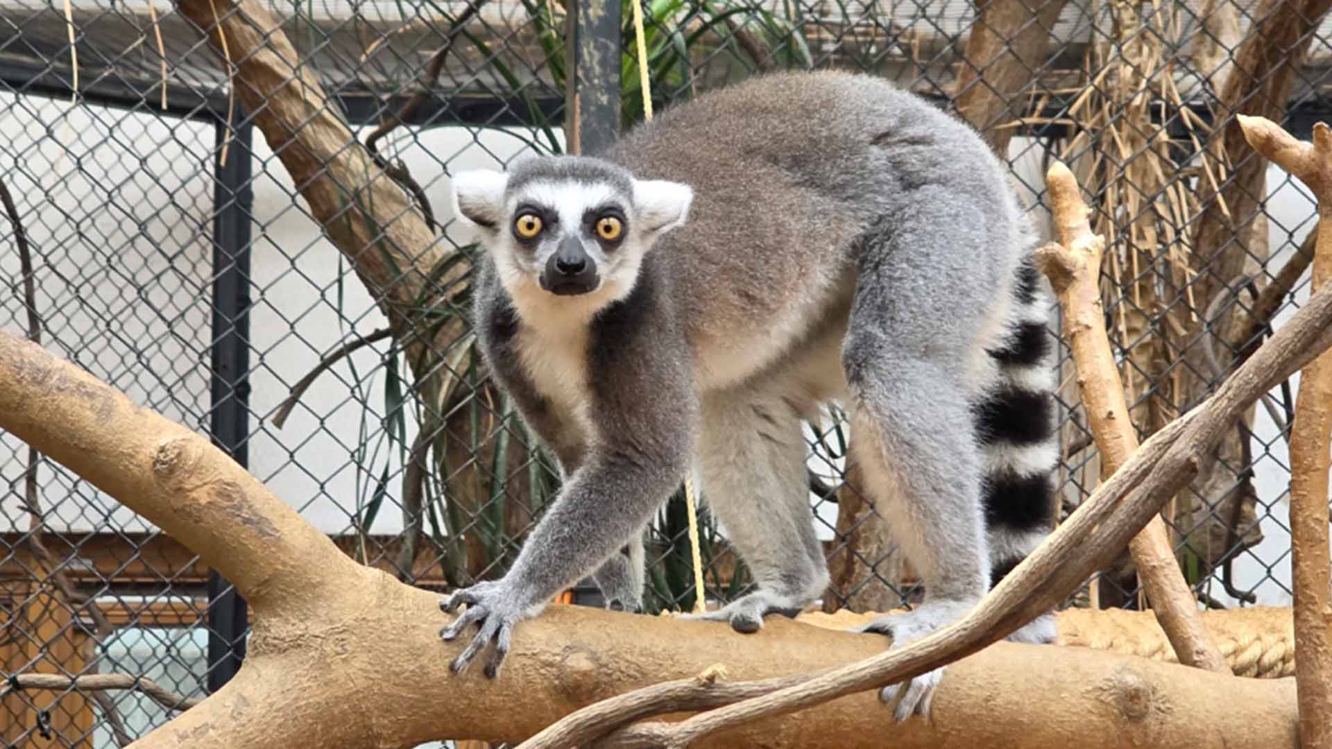 멸종위기종 알락꼬리여우원숭이, 전주동물원 새 식구 돼
