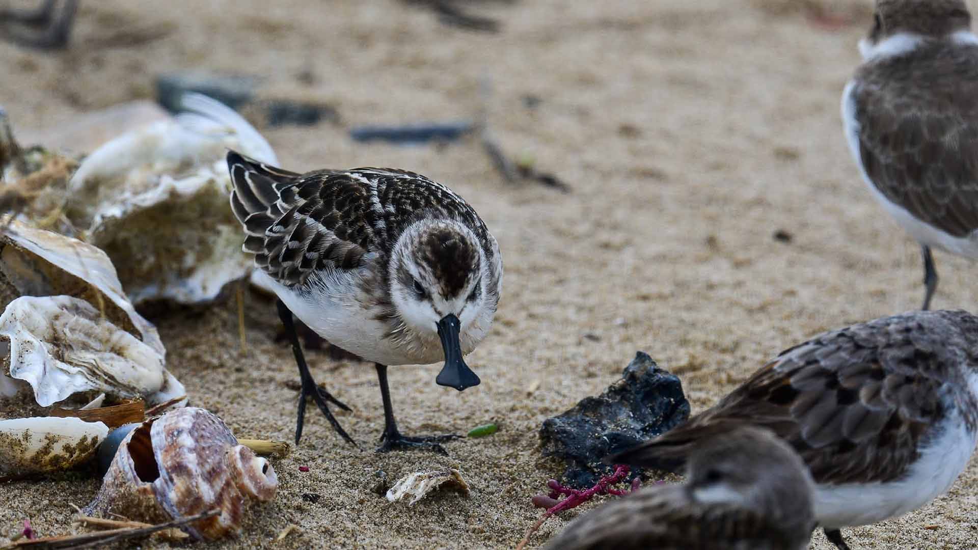 [속보] 멸종위기종 '넓적부리도요' 고창갯벌에서 4년 연속 발견