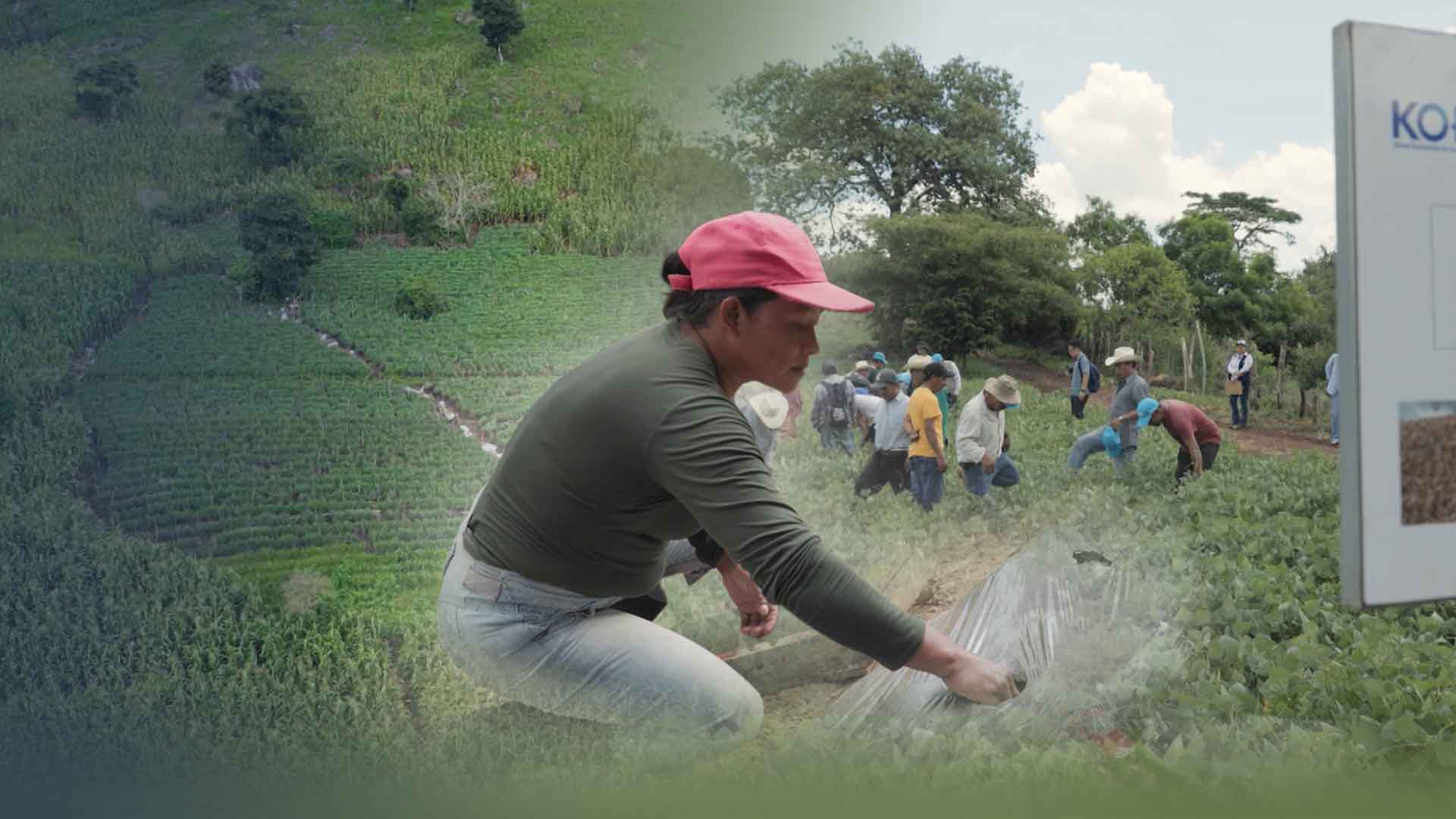 과테말라의 단비, 