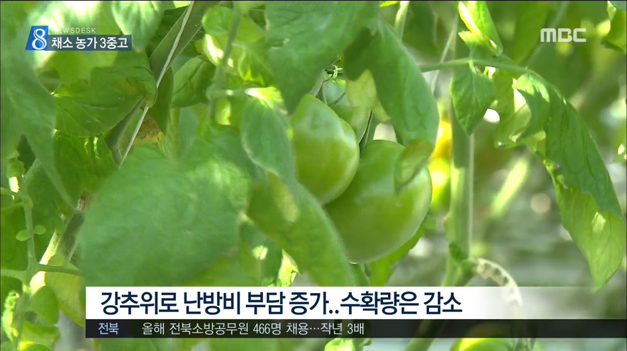 매서운 한파..채소 농가 3중고