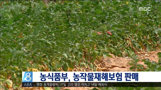 농작물 재해보험 판매 시작