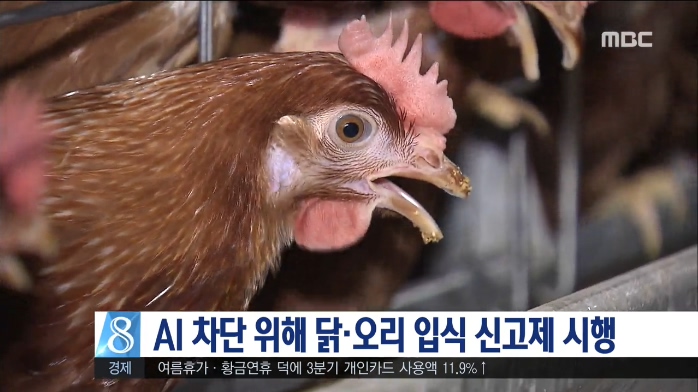 AI 차단 위해 닭.오리 입식 신고제 시행