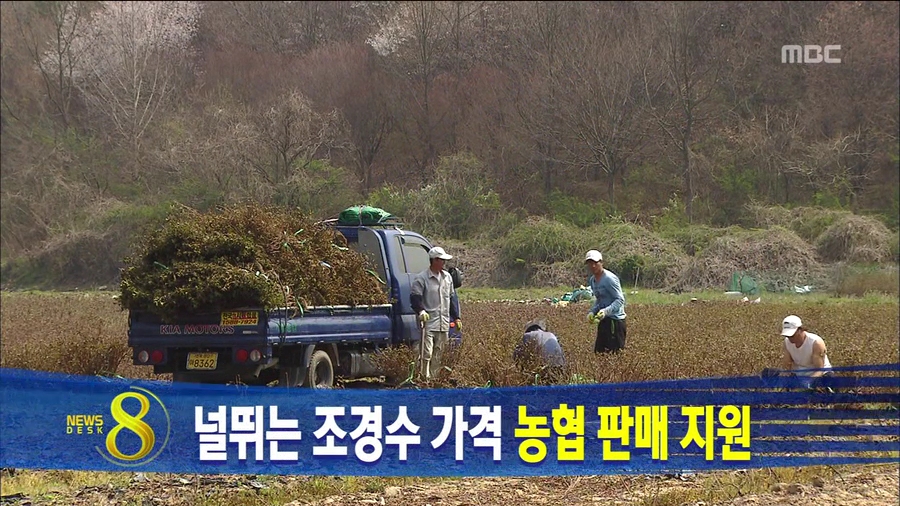 널뛰는 조경수 가격