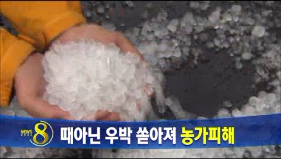 때아닌 우박, 농가 피해